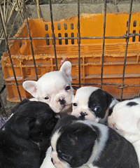 �ڰ׻���ţ����