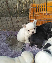 �ڰ׻���ţ����