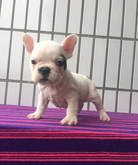 ����Ѫ��Ʒ�ڰ׻���������