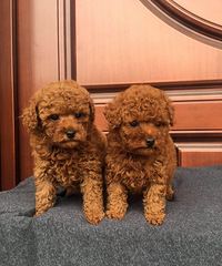 ����һ�ַ�ֳ�����и�����ﹷ�������ְ���