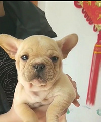 ������ֳ�����۽�ëһ�ѣ�С���̩��һ�ѣ�