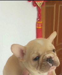 ������ֳ�����۽�ëһ�ѣ�С���̩��һ�ѣ�