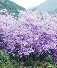 全国最大的满山红错过等一年