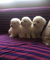 ���ۣ��̰���������3ĸ800һֻ���ڰ׻�