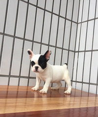 �����ڰ׻�������ţȮ����