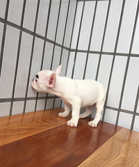 �����ڰ׻�������ţȮ����