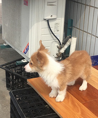 Ӣţ���»�����ë����