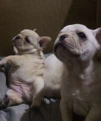 纯种法国斗牛犬出售