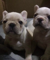 ���ַ�����ţȮ����