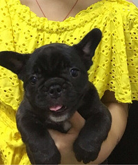 �ڷ�ţһ��һĸ800һֻ