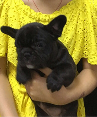 �ڷ�ţһ��һĸ800һֻ