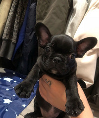 ��ţ��ë̩�ϳ���