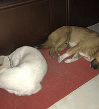 农村打狗队 当老人面打死家犬