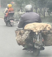 骑摩托车偷狗,金毛也不放过?