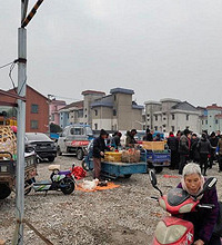 安昌活禽市场越来越红火了!