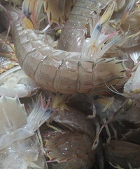 ȥˮ�������С�ƻ�˫�ɺ������