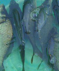 �򵥵�����