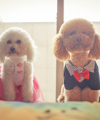 �������ռǡ��⾲����������  ��Ƭ ��Ƶ ����Ŷ