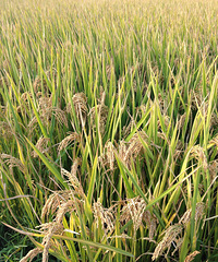 �������ҽ�ʮ���