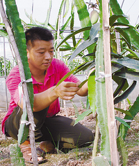 "天台小伙引种火龙果试种芒果香蕉 热带水果在台州安家"