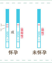 "测孕纸怎么看图解"