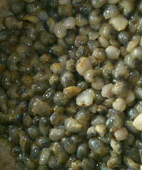 �����ݵļ��ڵ��ˡ�����ץ���ݿ�