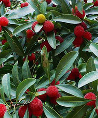 [����]̨�ݻ�̨���ܱ�ժ��÷�ط��Ƽ�