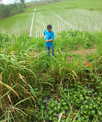 ������������������ʳ������ľ��