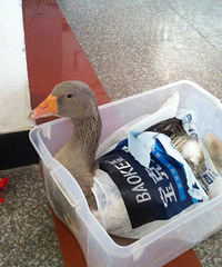 ����˿ɰ������ǻ��ǰ������