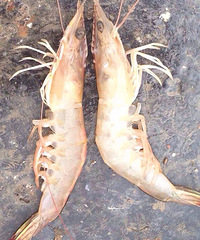 ��ô���Ϻ ������Ӧ��Ҳ�ܰ�