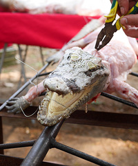 ���ʴ̼������� ������������