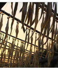 ��ɫ�ķ�����Ȼ���з�ζ