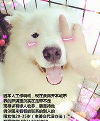 求爱狗人士收养萨满
