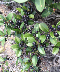 ��˵�����˶�����ʶ��