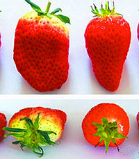 [��ͼ]��ݮ������ �����𲻺����صĲ�ݮ