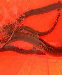 [��ʳ�Ƽ�]�����߳�����