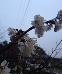 26�꣬���ƣ� ���룬157cm