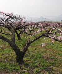 ��ɹ�μǡ�����ʶ�ö����棬����ǧ�졣