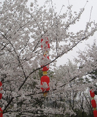 "4月4日5日绍兴樱花+鲁迅古居+安昌古镇+太子湾+高丽寺+八卦田"