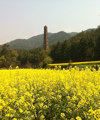 【晒游记】周末阳光明媚,国清寺外转转