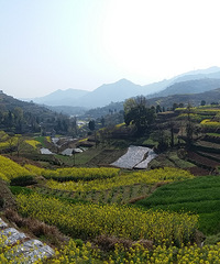 满屏尽是菜花黄