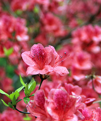磐安高二乡杜鹃花盛开