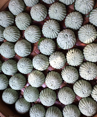 �����Ų���һ��