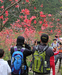 漫山漫山杜鹃开——走进金华磐安高姥山