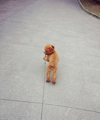 [Ѱ��]��ʧ��һֻС̩�� ���˼�Ѱ(��ͼ)