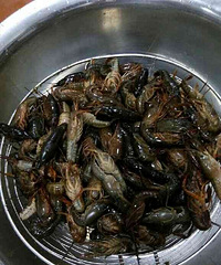 十三香麻辣龙虾,有想吃的吗?每年都发