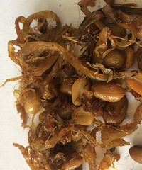 �������Ķ�ζ��ɻ�ζСʱ��