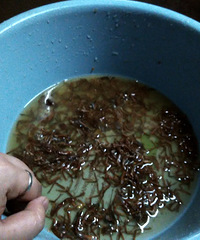 [������]�Լ����ֳԵ�ˬ ������С��Ϻ