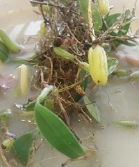 ����ɮ��ʯ��魡�