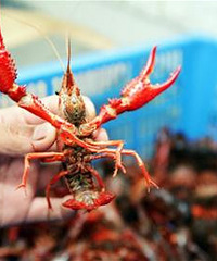 [�Ի��ر�����]�����ѡ���޼�С��Ϻ